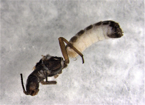  ( - CROBD200)  @11 [ ] CreativeCommons - Attribution Non-Commercial Share-Alike (2019) Martina Podnar Croatian Natural History Museum Zagreb