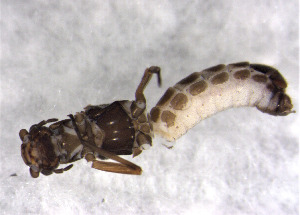  ( - CROBD200)  @11 [ ] CreativeCommons - Attribution Non-Commercial Share-Alike (2019) Martina Podnar Croatian Natural History Museum Zagreb