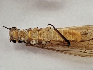  ( - CROBD211)  @11 [ ] CreativeCommons - Attribution Non-Commercial Share-Alike (2019) Martina Podnar Croatian Natural History Museum Zagreb