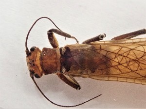  ( - CROBD477)  @11 [ ] CreativeCommons - Attribution Non-Commercial Share-Alike (2019) Martina Podnar Croatian Natural History Museum Zagreb