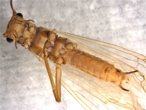  ( - CROBD482)  @11 [ ] CreativeCommons - Attribution Non-Commercial Share-Alike (2019) Martina Podnar Croatian Natural History Museum Zagreb