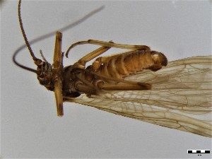  ( - CROBD62)  @11 [ ] CreativeCommons - Attribution Non-Commercial Share-Alike (2019) Martina Podnar Croatian Natural History Museum Zagreb
