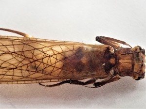  ( - CROBD719)  @11 [ ] CreativeCommons - Attribution Non-Commercial Share-Alike (2019) Martina Podnar Croatian Natural History Museum Zagreb
