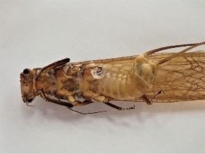  ( - CROBD719)  @11 [ ] CreativeCommons - Attribution Non-Commercial Share-Alike (2019) Martina Podnar Croatian Natural History Museum Zagreb