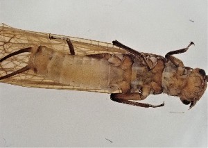 ( - CROBD720)  @11 [ ] CreativeCommons - Attribution Non-Commercial Share-Alike (2019) Martina Podnar Croatian Natural History Museum Zagreb
