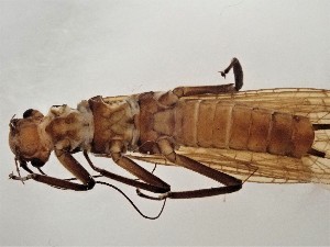  ( - CROBD721)  @11 [ ] CreativeCommons - Attribution Non-Commercial Share-Alike (2019) Martina Podnar Croatian Natural History Museum Zagreb