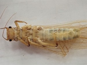  ( - CROBD732)  @11 [ ] CreativeCommons - Attribution Non-Commercial Share-Alike (2019) Martina Podnar Croatian Natural History Museum Zagreb