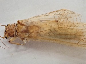 ( - CROBD732)  @11 [ ] CreativeCommons - Attribution Non-Commercial Share-Alike (2019) Martina Podnar Croatian Natural History Museum Zagreb