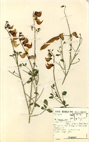  (Crotalaria laburnifolia - MlR009)  @11 [ ] No Rights Reserved (2011) Olivier Maurin University of Johannesburg