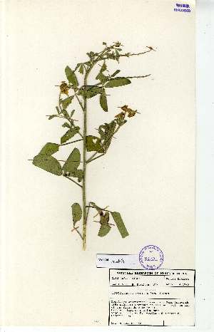  (Crotalaria flavicarinata - MlR039)  @11 [ ] No Rights Reserved (2011) Olivier Maurin University of Johannesburg