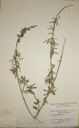  (Crotalaria emarginata - MlR050)  @11 [ ] No Rights Reserved (2011) Olivier Maurin University of Johannesburg