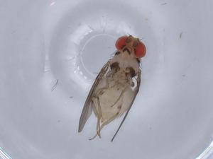  ( - BIOUG59896-C03)  @11 [ ] CreativeCommons - Attribution (2021) Centre for Biodiversity Genomics Centre for Biodiversity Genomics