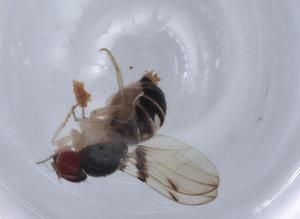  (Mycodrosophila projectans affinis 2 - BIOUG65257-H01)  @11 [ ] CreativeCommons - Attribution (2021) Centre for Biodiversity Genomics Centre for Biodiversity Genomics