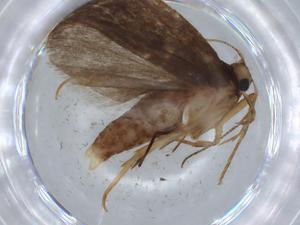  ( - BIOUG65300-F10)  @11 [ ] CreativeCommons - Attribution (2021) Centre for Biodiversity Genomics Centre for Biodiversity Genomics