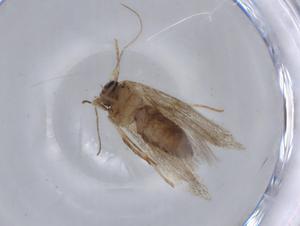  ( - BIOUG65775-B04)  @11 [ ] CreativeCommons - Attribution (2021) Centre for Biodiversity Genomics Centre for Biodiversity Genomics