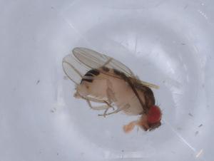  ( - BIOUG65795-F05)  @11 [ ] CreativeCommons - Attribution (2021) Centre for Biodiversity Genomics Centre for Biodiversity Genomics