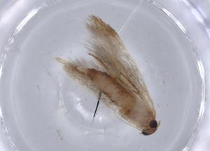  ( - BIOUG65799-C02)  @11 [ ] CreativeCommons - Attribution (2021) Centre for Biodiversity Genomics Centre for Biodiversity Genomics