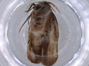  ( - BIOUG65799-C05)  @11 [ ] CreativeCommons - Attribution (2021) Centre for Biodiversity Genomics Centre for Biodiversity Genomics