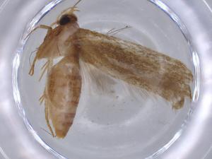  ( - BIOUG66403-B03)  @11 [ ] CreativeCommons - Attribution (2021) Centre for Biodiversity Genomics Centre for Biodiversity Genomics