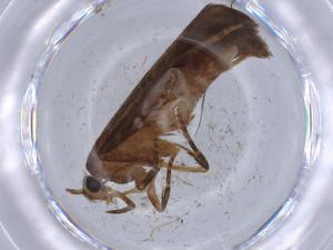  ( - BIOUG66830-D11)  @11 [ ] CreativeCommons - Attribution (2021) Centre for Biodiversity Genomics Centre for Biodiversity Genomics