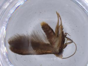  ( - BIOUG66830-E08)  @11 [ ] CreativeCommons - Attribution (2021) Centre for Biodiversity Genomics Centre for Biodiversity Genomics