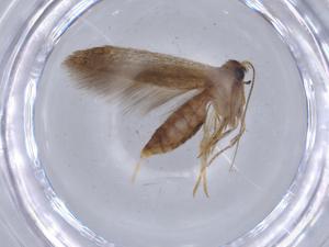  ( - BIOUG66830-F05)  @11 [ ] CreativeCommons - Attribution (2021) Centre for Biodiversity Genomics Centre for Biodiversity Genomics