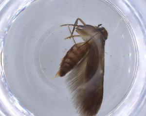  (Pigritia Malaise2492 - BIOUG67129-A05)  @11 [ ] CreativeCommons - Attribution (2021) Centre for Biodiversity Genomics Centre for Biodiversity Genomics