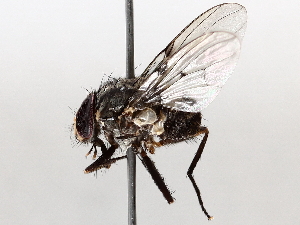  ( - BIOUG64453-H08)  @11 [ ] CreativeCommons - Attribution (2021) CBG Photography Group Centre for Biodiversity Genomics