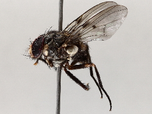  ( - BIOUG64453-H10)  @11 [ ] CreativeCommons - Attribution (2021) CBG Photography Group Centre for Biodiversity Genomics
