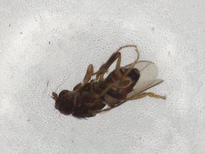  ( - BIOUG72471-B01)  @11 [ ] CreativeCommons - Attribution (2021) Centre for Biodiversity Genomics Centre for Biodiversity Genomics