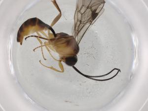  ( - BIOUG72476-B03)  @11 [ ] CreativeCommons - Attribution (2021) Centre for Biodiversity Genomics Centre for Biodiversity Genomics