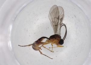  ( - BIOUG72493-D02)  @11 [ ] CreativeCommons - Attribution (2021) Centre for Biodiversity Genomics Centre for Biodiversity Genomics