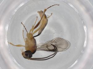  ( - BIOUG72782-B05)  @11 [ ] CreativeCommons - Attribution (2021) Centre for Biodiversity Genomics Centre for Biodiversity Genomics