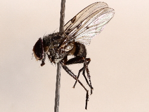  ( - BIOUG72918-H01)  @11 [ ] CreativeCommons - Attribution (2021) CBG Photography Group Centre for Biodiversity Genomics