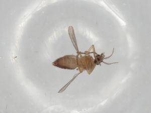  (Forcipomyia sp. DB 1142 - BIOUG73346-F09)  @11 [ ] CreativeCommons - Attribution (2021) Centre for Biodiversity Genomics Centre for Biodiversity Genomics