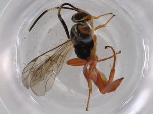  ( - BIOUG73687-E05)  @11 [ ] CreativeCommons - Attribution (2021) Centre for Biodiversity Genomics Centre for Biodiversity Genomics