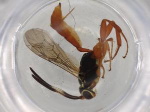  ( - BIOUG73806-G01)  @11 [ ] CreativeCommons - Attribution (2021) Centre for Biodiversity Genomics Centre for Biodiversity Genomics