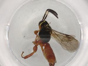  ( - BIOUG73807-C01)  @11 [ ] CreativeCommons - Attribution (2021) Centre for Biodiversity Genomics Centre for Biodiversity Genomics