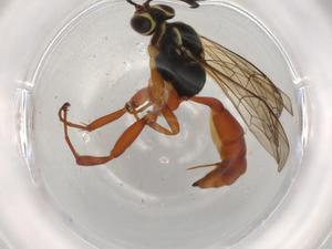  ( - BIOUG73807-E01)  @11 [ ] CreativeCommons - Attribution (2021) Centre for Biodiversity Genomics Centre for Biodiversity Genomics