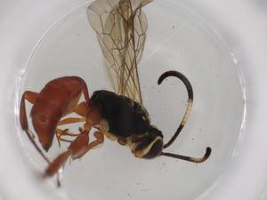  ( - BIOUG73810-B01)  @11 [ ] CreativeCommons - Attribution (2021) Centre for Biodiversity Genomics Centre for Biodiversity Genomics