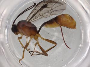  ( - BIOUG73870-E12)  @11 [ ] CreativeCommons - Attribution (2021) Centre for Biodiversity Genomics Centre for Biodiversity Genomics