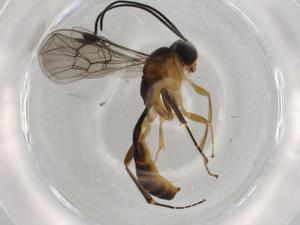  ( - BIOUG74205-C06)  @11 [ ] CreativeCommons - Attribution (2021) Centre for Biodiversity Genomics Centre for Biodiversity Genomics