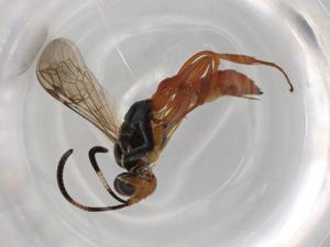  ( - BIOUG74235-H03)  @11 [ ] CreativeCommons - Attribution (2021) Centre for Biodiversity Genomics Centre for Biodiversity Genomics