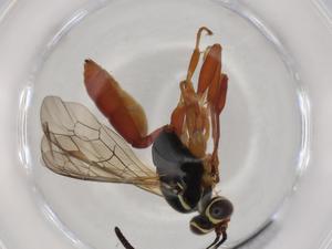  ( - BIOUG74237-B04)  @11 [ ] CreativeCommons - Attribution (2021) Centre for Biodiversity Genomics Centre for Biodiversity Genomics