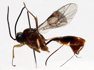  ( - BIOUG64456-A02)  @11 [ ] CreativeCommons - Attribution (2021) CBG Photography Group Centre for Biodiversity Genomics