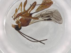  ( - BIOUG72668-C11)  @11 [ ] CreativeCommons - Attribution (2021) Centre for Biodiversity Genomics Centre for Biodiversity Genomics