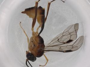  ( - BIOUG72669-B12)  @11 [ ] CreativeCommons - Attribution (2021) Centre for Biodiversity Genomics Centre for Biodiversity Genomics