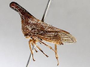  (Aconophora robusta - BIOUG72924-C10)  @11 [ ] CreativeCommons - Attribution (2021) CBG Photography Group Centre for Biodiversity Genomics