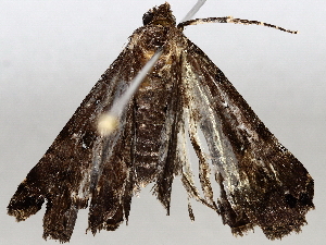  ( - BIOUG72925-H09)  @11 [ ] CreativeCommons - Attribution (2021) CBG Photography Group Centre for Biodiversity Genomics