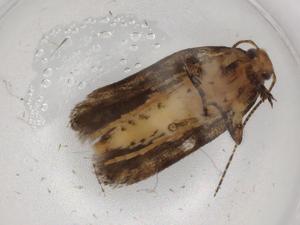  ( - BIOUG73473-D07)  @11 [ ] CreativeCommons - Attribution (2021) Centre for Biodiversity Genomics Centre for Biodiversity Genomics